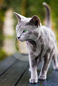 British Shorthair blue cat lying and sitting on wooden table in green garden.