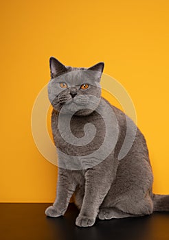 british shorthair blue cat sitting on black table in front of yellow background