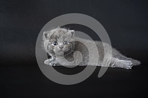 British Shorthair blue color, Baby cat cute and beautiful kitten, crawling and looking back On a black background