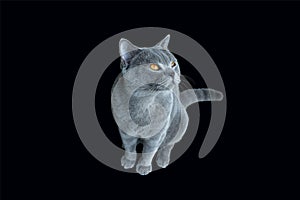 British shorthair blue colour, Beautiful smart cat and yellow eyes sitting on a black background