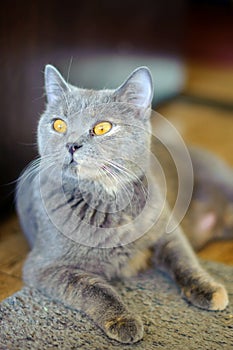 British Shorthair blue female.