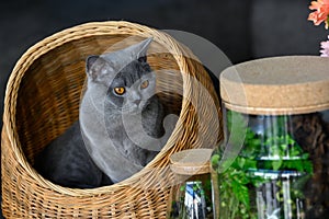 British shorthair blue-grey color sitting in a rattan basket and looked at the glass jar