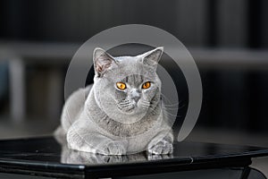 British shorthair blue-grey color was sitting on the black table in the house on a dark background