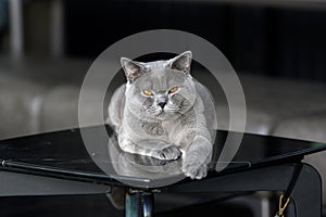British shorthair blue-grey color was sitting on the black table in the house on a dark background