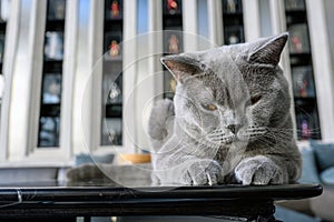 British shorthair blue-grey color was sitting on the black table in the house on a dark background