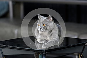 British shorthair blue-grey color was sitting on the black table in the house on a dark background