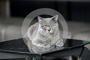 British shorthair blue-grey color was sitting on the black table in the house on a dark background