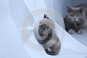 British Shorthair blue kitten climbing