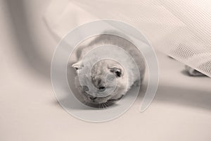 British Shorthair blue kitten resting under a white net