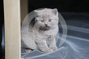 British Shorthair blue kitten resting on a white net