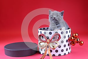 Kitten as Christmas gift in a present box, red background