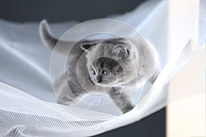 British Shorthair blue kitten on a white net, portrait