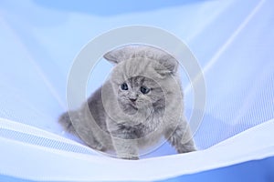 British Shorthair blue kitten on a white net, portrait