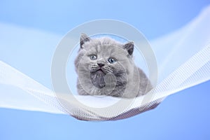 British Shorthair blue kitten on a white net, portrait