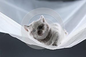 British Shorthair blue kitten on a white net, portrait