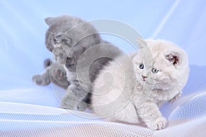 British Shorthair blue and lilac kittens on a white net, portrait