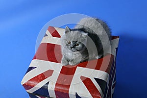 British Shorthair on a box