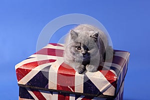 British Shorthair on a box