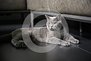 British shorthair breed, blue-gray color, orange eyes Sitting and resting on a black floor