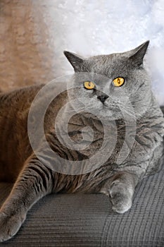 British shorthair or carthusian cat