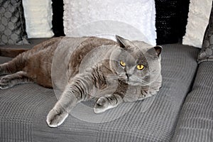 British shorthair or carthusian cat