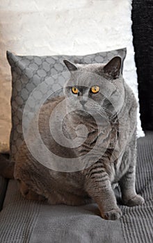 British shorthair or carthusian cat