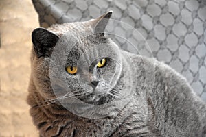 British shorthair or carthusian cat