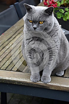 British shorthair or carthusian cat