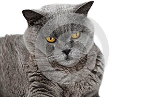 British shorthair or carthusian cat