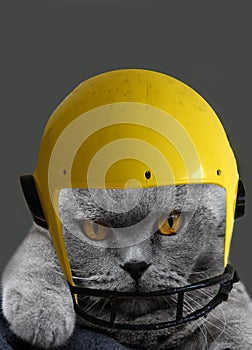 British shorthair or carthusian cat wearing a helmet