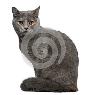 British Shorthair cat, 1 year old, sitting