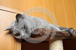 British shorthair cat