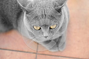 British shorthair cat