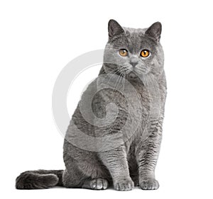 British shorthair cat, 12 months old photo