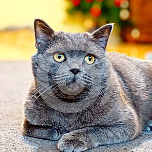 British shorthair cat