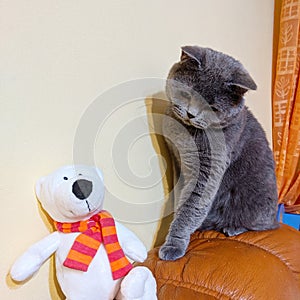 British shorthair cat