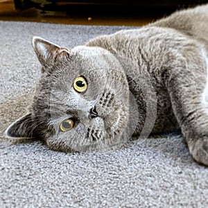 British shorthair cat