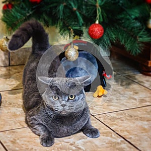 British shorthair cat