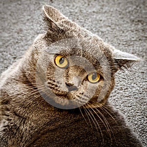 British shorthair cat