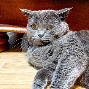 British shorthair cat