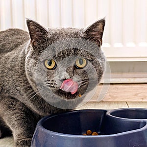 British shorthair cat