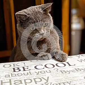 British shorthair cat