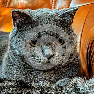 British shorthair cat