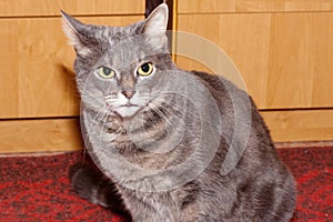 British Shorthair Cat