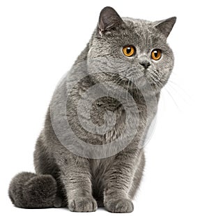 British Shorthair cat, 2 years old