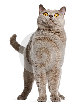 British Shorthair cat, 2 years old, standing