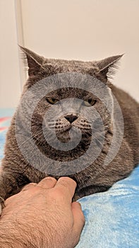 British Shorthair Cat