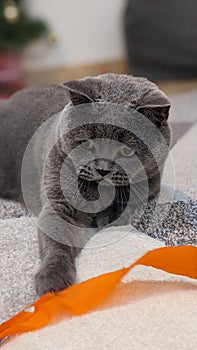 British Shorthair Cat