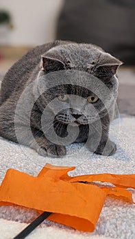 British Shorthair Cat