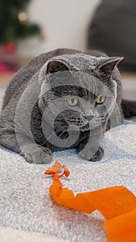 British Shorthair Cat